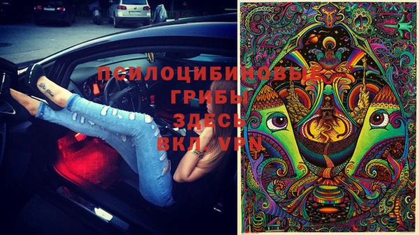прущие грибы Белокуриха