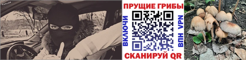 Галлюциногенные грибы Psilocybine cubensis мега ссылки Черногорск